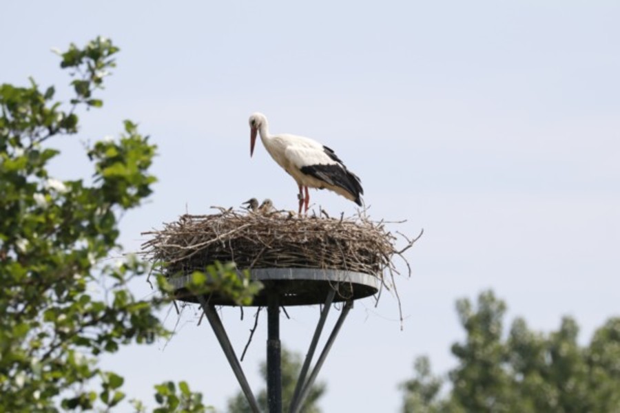 Nieuw ooievaarsnest